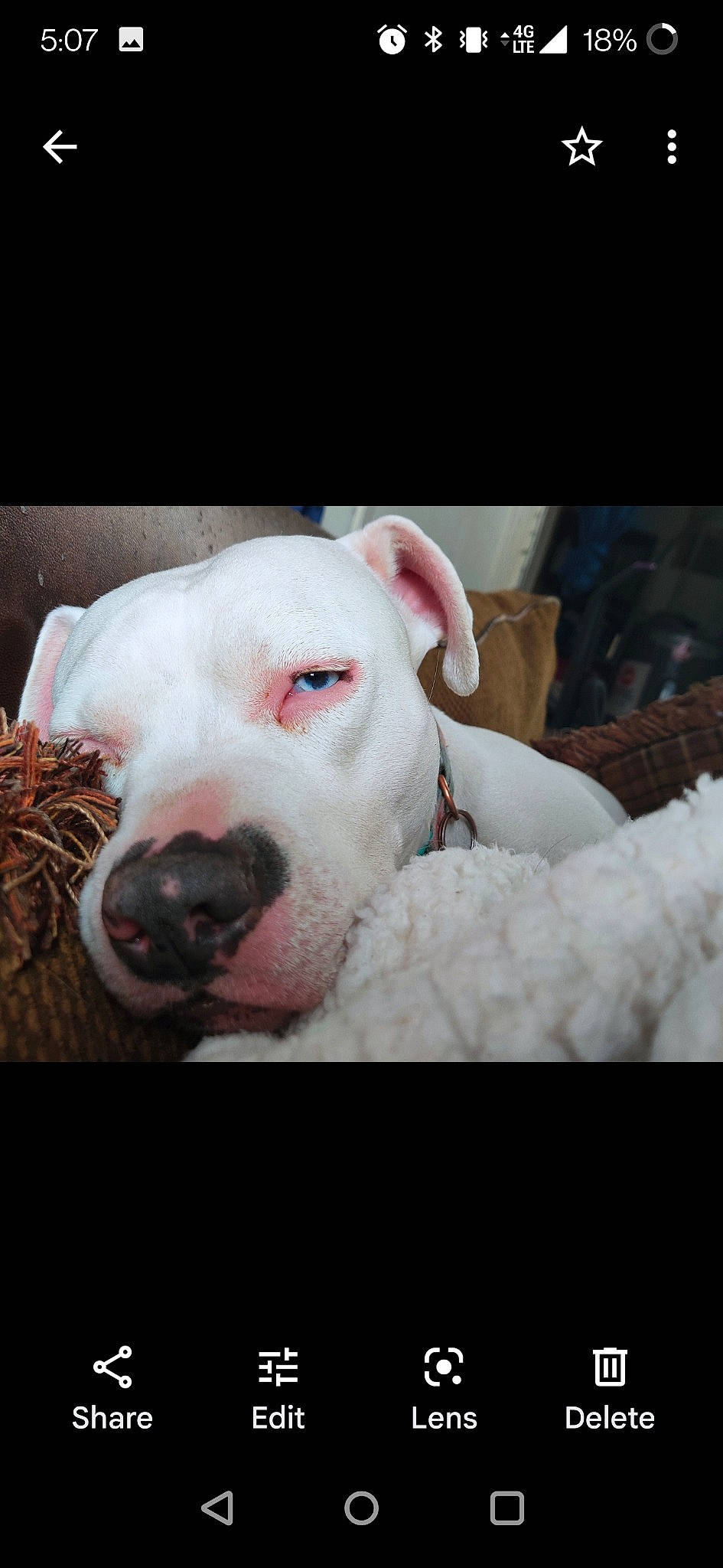 Bella is registered to the contest to win money with this photo: canidae, carnivore, cloud, collar, companion_dog, dog, dog_breed, dogo_argentino, dogo_guatemalteco, ear, eye, fawn, fur, metal, selfie, snout, sporting_group, terrestrial_animal, whiskers, working_animal