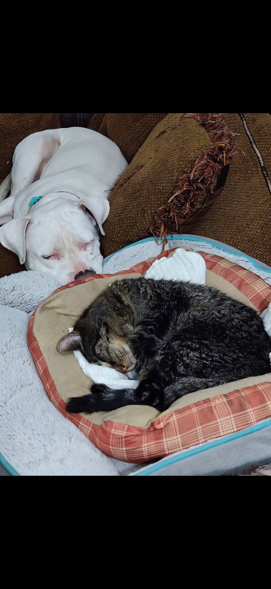 Bella joined the competition — help win amazing prizes! bedding, bird, canidae, carnivore, comfort, companion_dog, dog, dog_breed, dog_supply, felidae, fur, linens, mammal, nap, pet_supply, small_to_medium_sized_cats, sporting_group, tail, textile, vertebrate