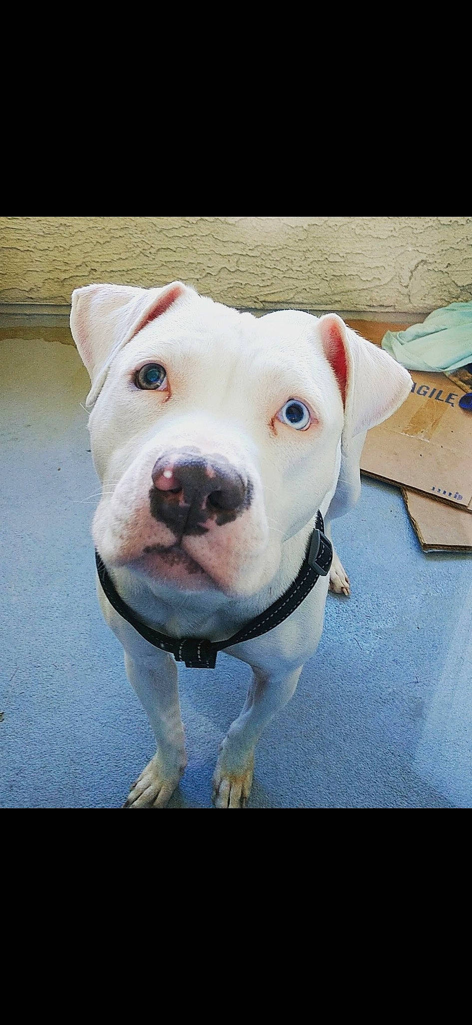 Bella joined the competition — help win amazing prizes! art, canidae, carnivore, collar, companion_dog, dog, dog_breed, dog_collar, ear, fawn, fur, jaw, leash, non_sporting_group, pet_supply, rectangle, snout, sporting_group, whiskers, working_animal