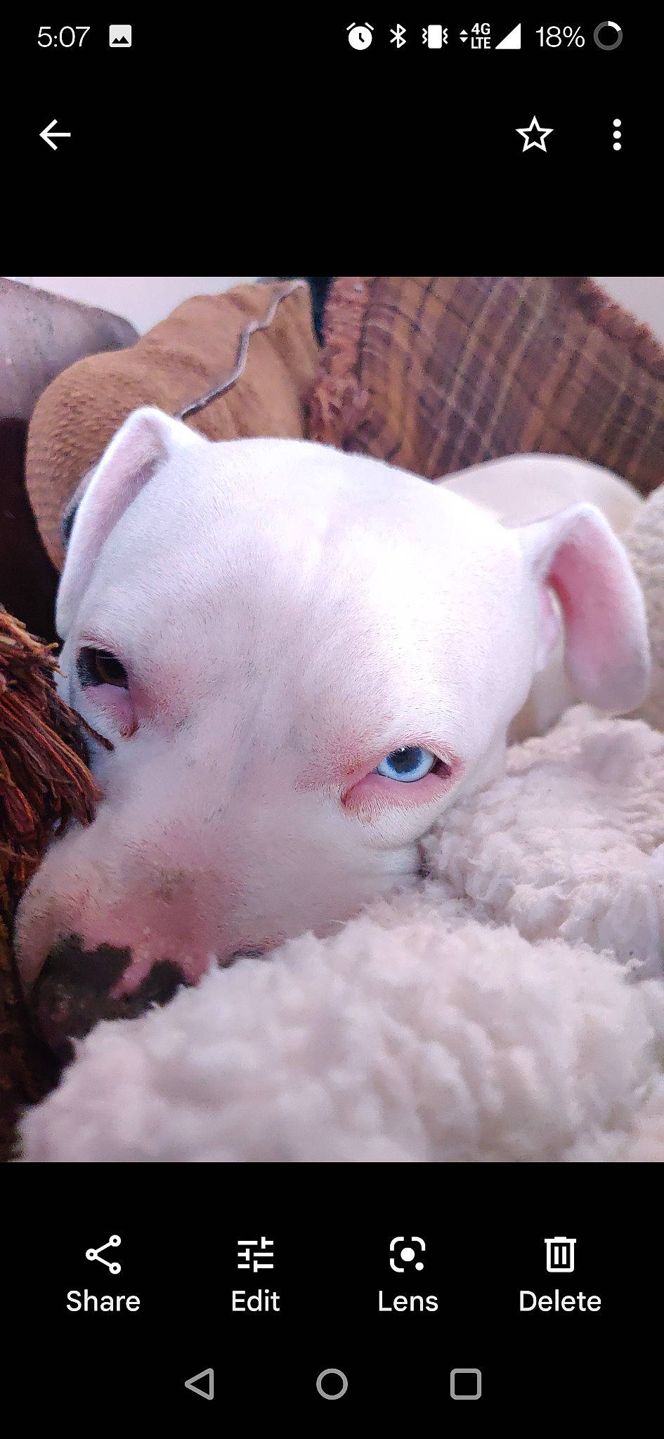 Bella joined the competition — help win amazing prizes! close_up, comfort, dog_breed, ear, eye, fawn, fur, livestock, non_sporting_group, paw, pink, snout, terrestrial_animal, whiskers, working_animal