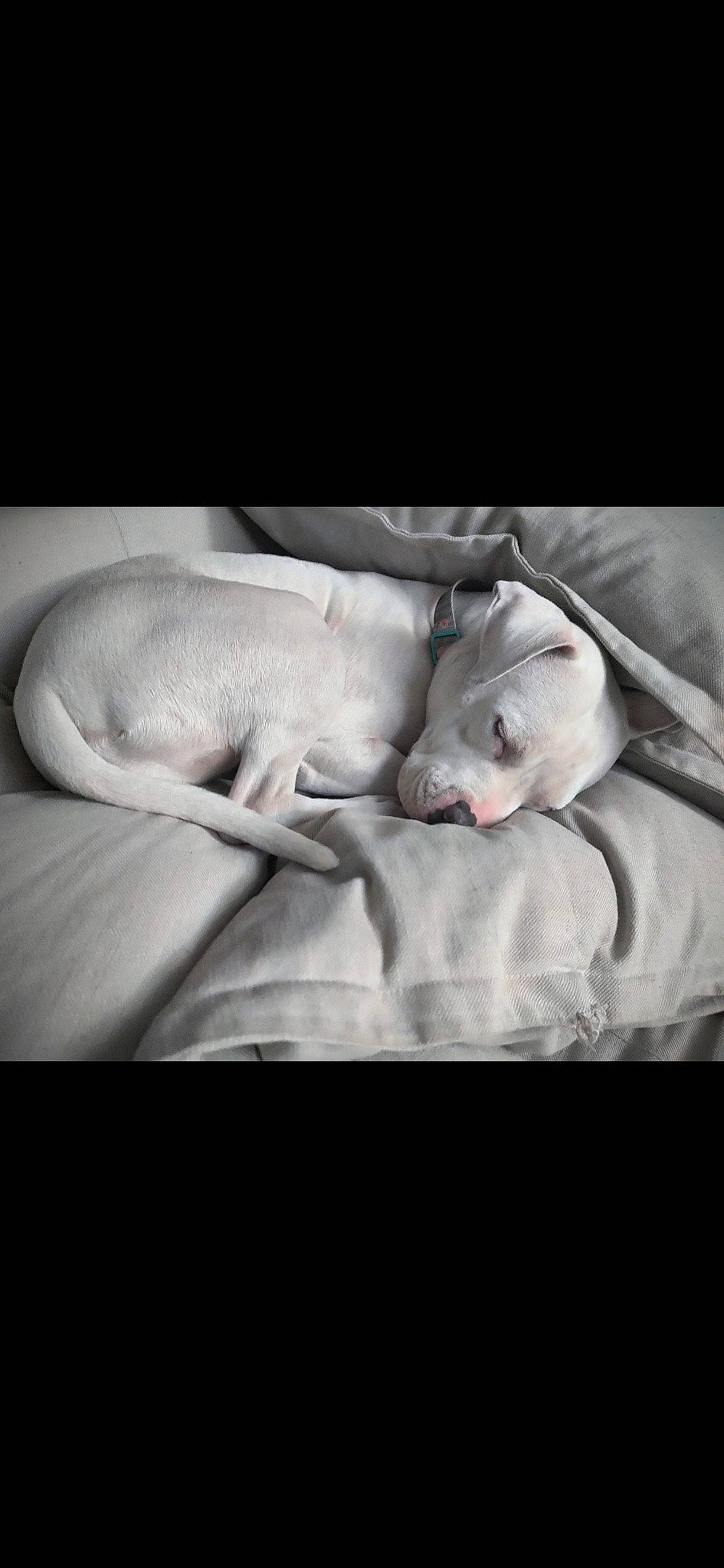 Bella joined the competition — help win amazing prizes! bed, bedding, bedtime, canidae, carnivore, comfort, companion_dog, darkness, dog, dog_breed, flash_photography, font, head, human_body, jaw, linens, monochrome_photography, paw, snout, sporting_group