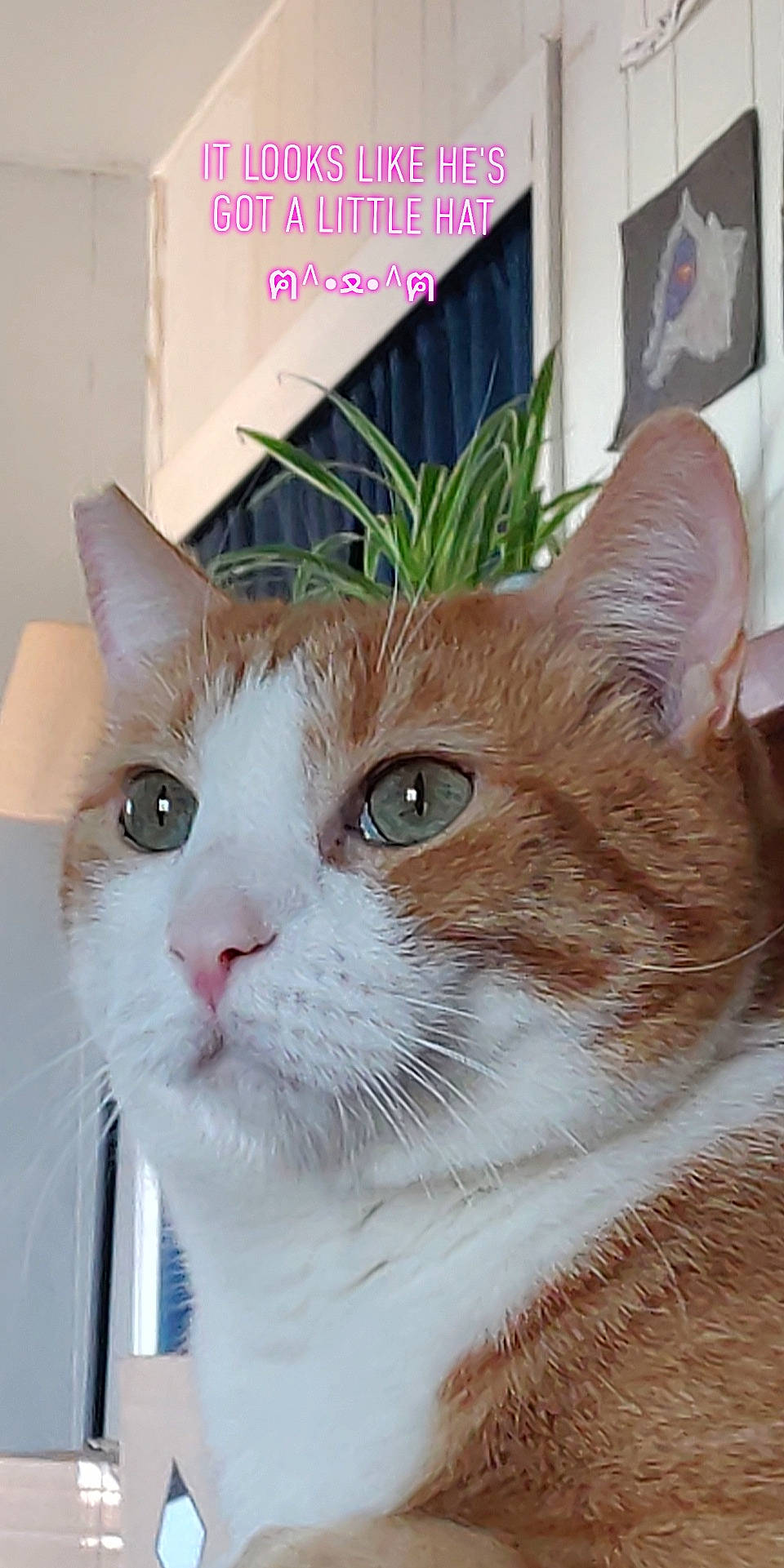 Barney joined the competition — help win amazing prizes! carnivore, cat, domestic_short_haired_cat, eye, fawn, felidae, fixture, fur, pet_supply, plant, small_to_medium_sized_cats, snout, whiskers, window