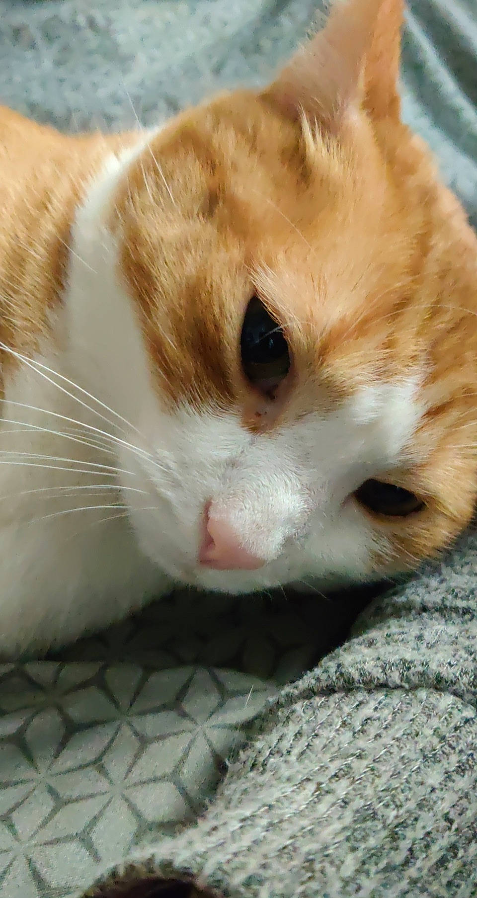 Barney is registered to the contest to win money with this photo: carnivore, cat, claw, close_up, domestic_short_haired_cat, eye, fawn, felidae, fur, head, paw, pet_supply, small_to_medium_sized_cats, snout, tail, terrestrial_animal, whiskers