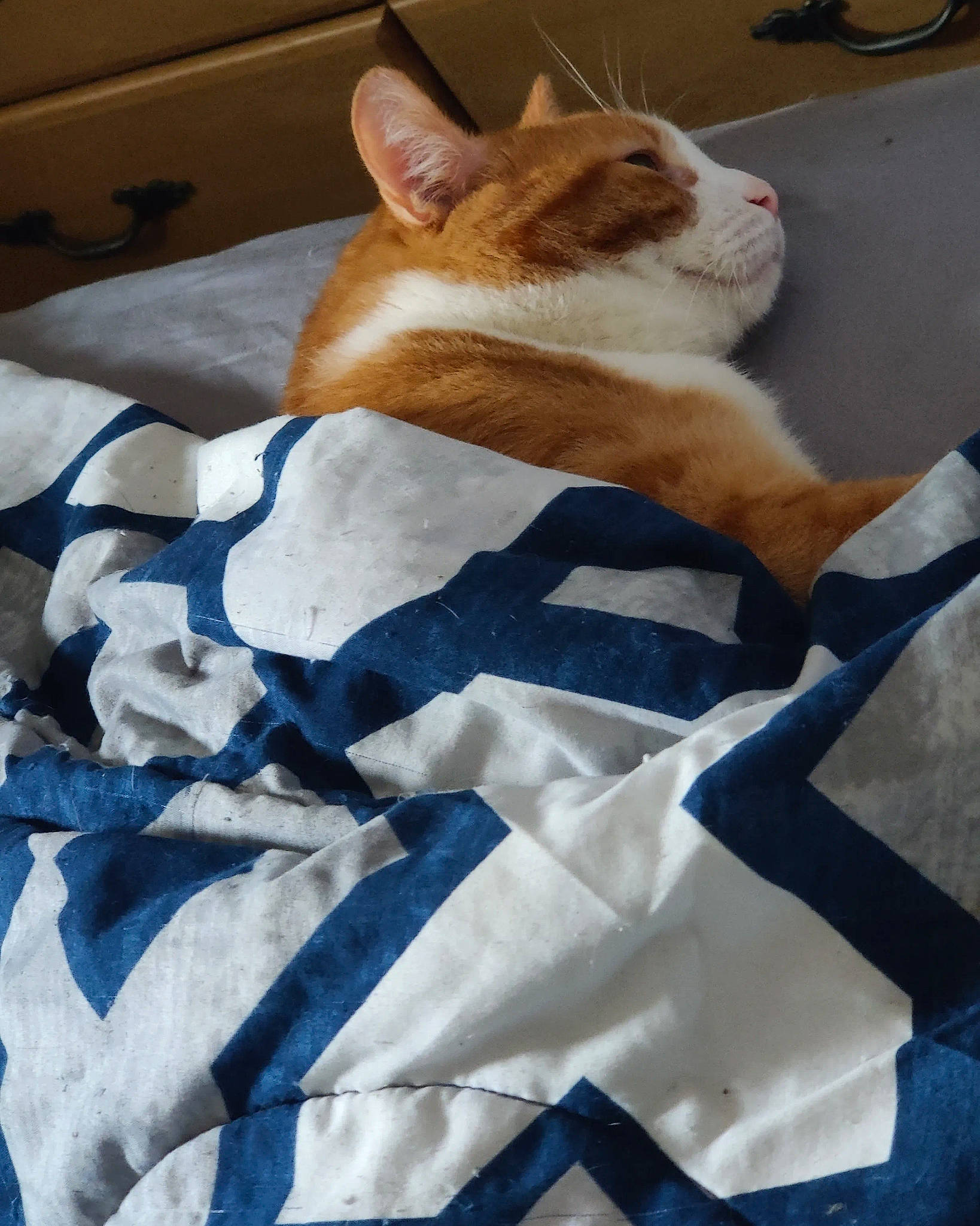 Barney is registered to the contest to win money with this photo: blue, carnivore, cat, comfort, domestic_short_haired_cat, electric_blue, fawn, felidae, fur, linens, pattern, paw, room, small_to_medium_sized_cats, tail, terrestrial_animal, textile, whiskers, wood