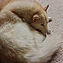 dog, canine, fur, fluffy, curled_up, carpet, indoor, cozy, resting, pet, animal, couch, furniture, living_room, home, ears, tail, brown, white, relaxed