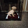 Mylo is registered to the contest to win money with this photo: animal, blanket, cage, canine, captive, carpet, crate, dog, domestic_animal, floor, furniture, home, indoor, pet, pet_care, puppy, room, sitting, wall, young_dog
