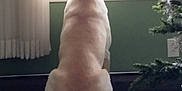 Mylo joined the competition — help win amazing prizes! back_view, carpet, christmas_tree, curtains, decorations, dog, domestic_animal, floor, furniture, green, holiday, home, indoor, pet, quiet, relaxing, sitting, tail, waiting, window