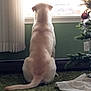 back_view, carpet, christmas_tree, curtains, decorations, dog, domestic_animal, floor, furniture, green, holiday, home, indoor, pet, quiet, relaxing, sitting, tail, waiting, window
