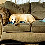 Mylo joined the competition — help win amazing prizes! animal, beige, brown, canine, carpet, couch, cute, dog, domestic, furniture, indoor, labrador, leash, pet, pillow, puppy, relaxing, resting, sofa, young