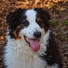 dog, animal, pet, happy, tongue, fur, outdoor, nature, brown, white, black, portrait, canine, friendly, cute, closeup, smiling, ears, nose, background