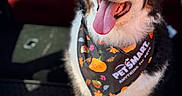 Brutus is registered to the contest to win money with this photo: animal, bandana, black_white_brown, bright, canine, car_interior, closeup, companion, cute, daylight, dog, fur, happy, indoor, pet, plush_toy, seat, sitting, smiling, tongue_out
