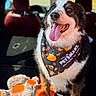 Brutus is registered to the contest to win money with this photo: dog, bandana, tongue_out, happy, car_interior, seat, plush_toy, fur, pet, animal, closeup, smiling, cute, sitting, bright, daylight, black_white_brown, canine, companion, indoor