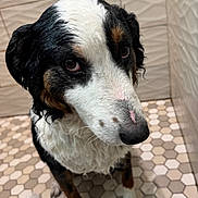 Brutus is registered to the contest to win money with this photo: dog, wet, bathroom, tile_floor, hexagonal_tiles, fur, black_and_white, brown_spots, closeup, pet, animal, sad_eyes, indoor, shower, canine, portrait, looking_up, cute, domestic_animal, expression