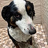 dog, wet, bathroom, tile_floor, hexagonal_tiles, fur, black_and_white, brown_spots, closeup, pet, animal, sad_eyes, indoor, shower, canine, portrait, looking_up, cute, domestic_animal, expression