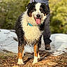 Brutus joined the competition — help win amazing prizes! dog, bernese_mountain_dog, outdoor, trail, snow, mud, happy, tongue_out, curly_fur, pet, animal, nature, person_legs, walking, forest, sunlight, portrait, close_up, fur, canine