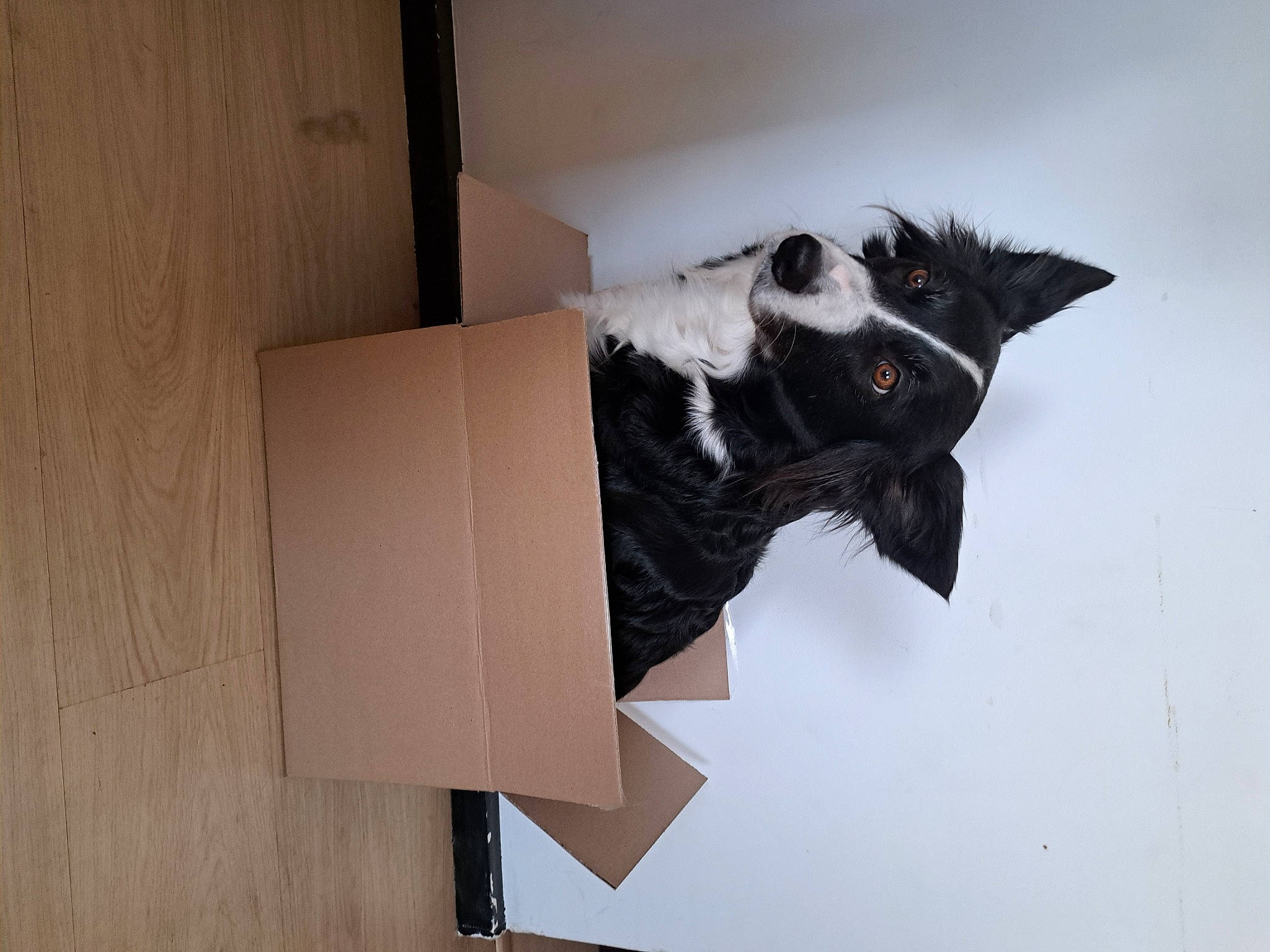 Chaïna participe au concours pour gagner de l'argent avec cette photo : art, cardboard, carmine, carnivore, carton, creative_arts, eyewear, felidae, fur, office_supplies, packaging_and_labeling, paper, paper_product, sculpture, small_to_medium_sized_cats, tail, tree, whiskers, window, wood