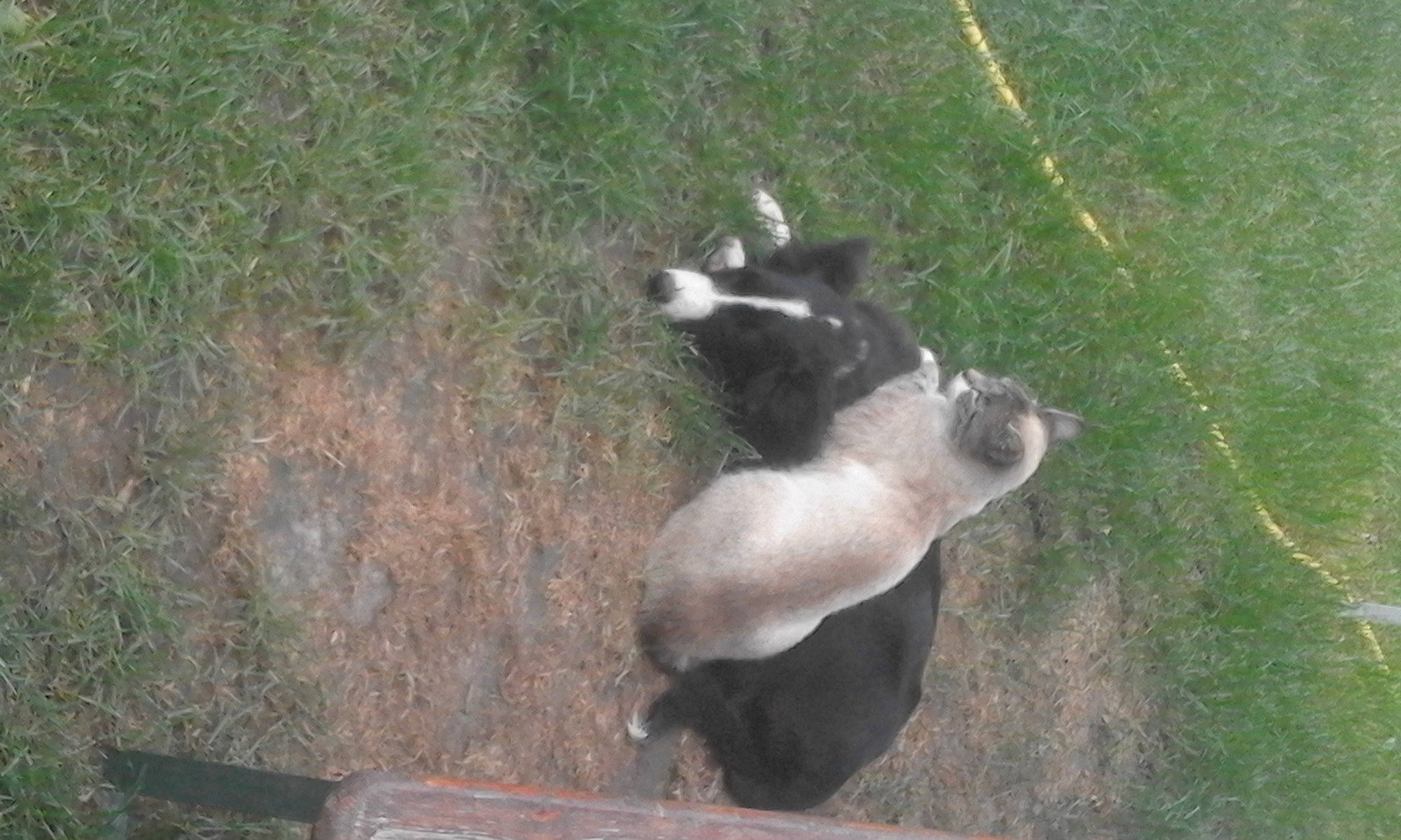 Chaïna a rejoint le concours — aidez-le/la à gagner de superbes lots ! canidae, companion_dog, cow_goat_family, dairy, dog_breed, fur, goat, grass, grassland, livestock, pasture, snout, sporting_group, tail, terrestrial_animal, wildlife