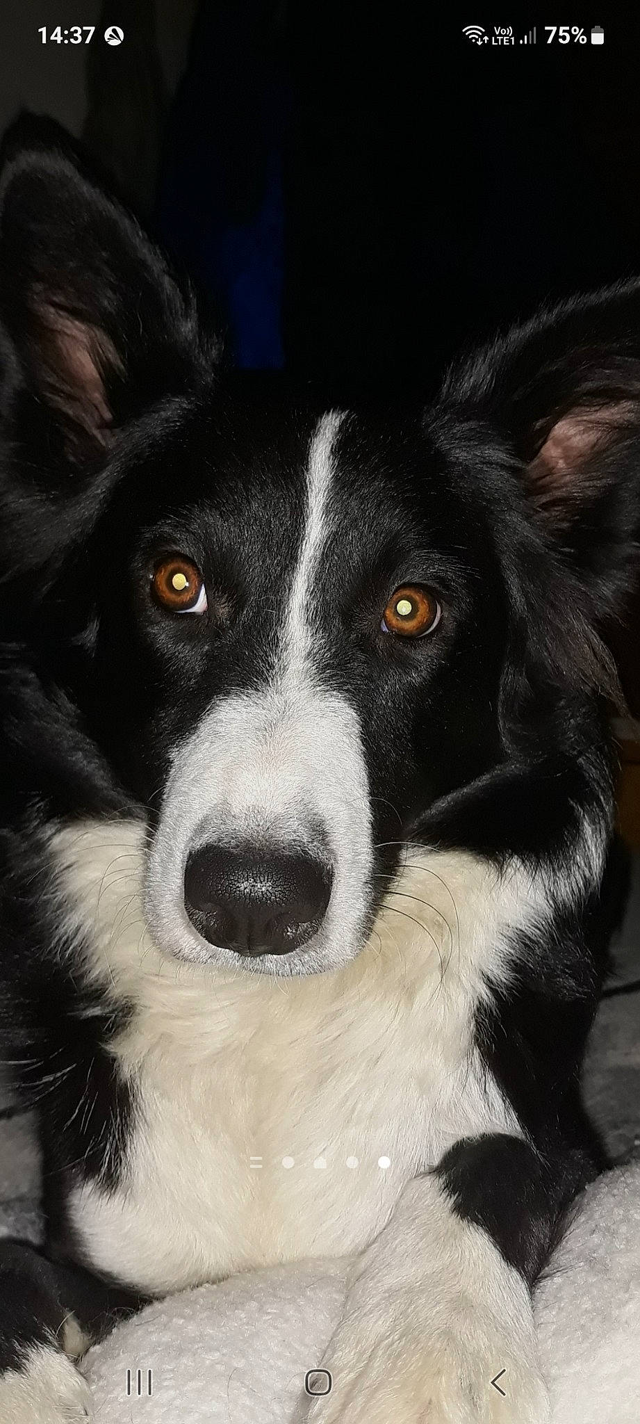 Chaïna participe au concours pour gagner de l'argent avec cette photo : ancient_dog_breeds, australian_collie, border_collie, canidae, carnivore, companion_dog, dog, dog_breed, fur, herding_dog, mcnab, snout, sporting_group, terrestrial_animal, whiskers, working_animal, working_dog