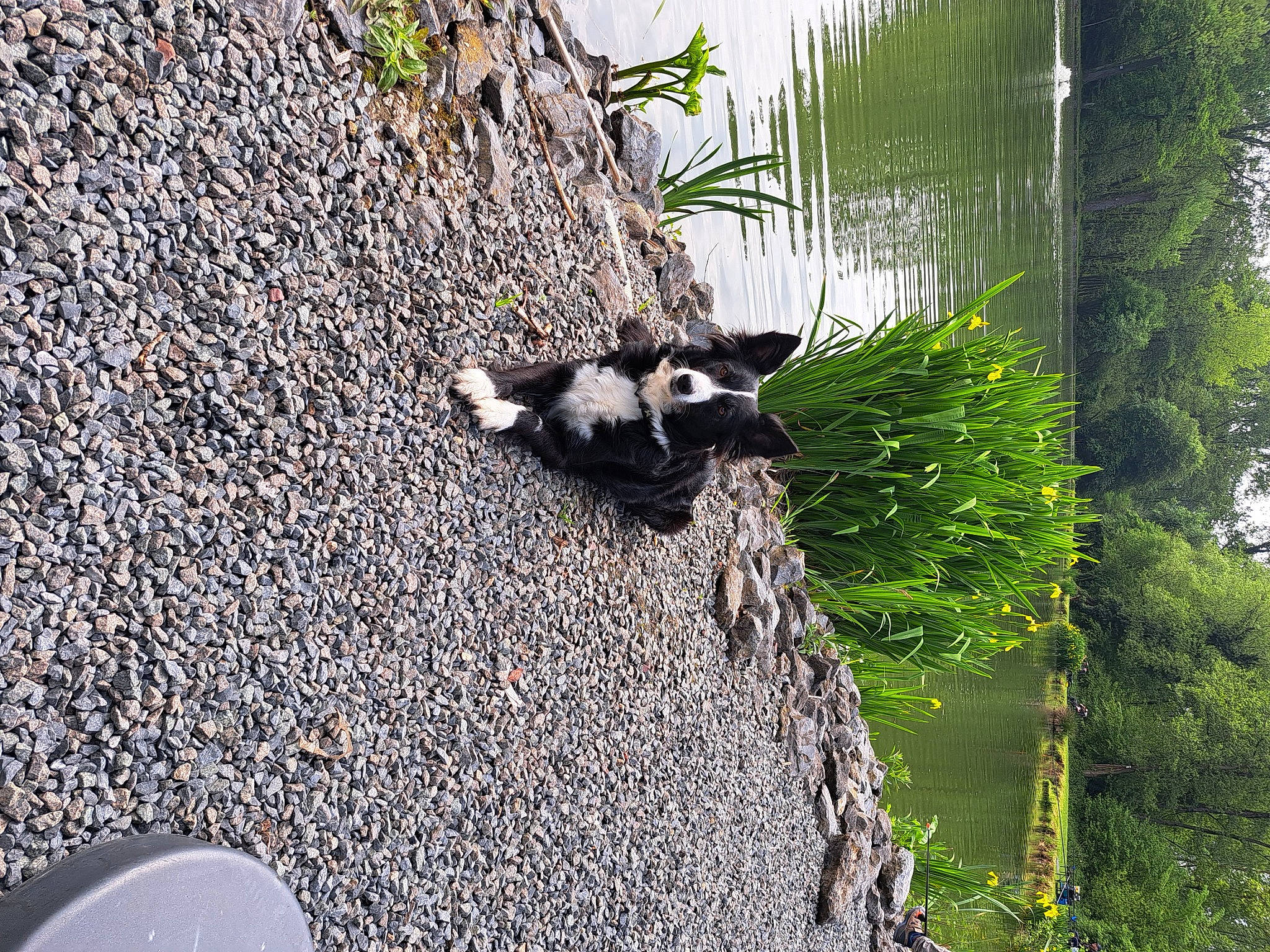 Chaïna participe au concours pour gagner de l'argent avec cette photo : asphalt, bedrock, carnivore, concrete, dog_breed, grass, landscape, plant, road_surface, rock, soil, tail, terrestrial_animal, terrestrial_plant, tree, trunk, water, wildlife, wood, working_animal