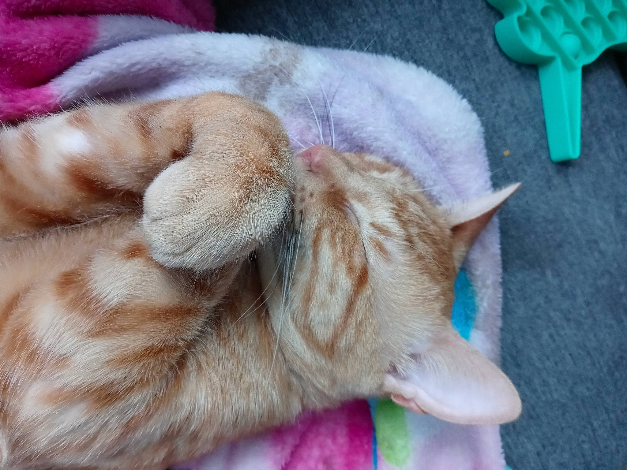 Waffles joined the competition — help win amazing prizes! canidae, carnivore, cat, comfort, companion_dog, dog_breed, ear, electric_blue, fawn, felidae, fur, liver, nap, natural_material, small_to_medium_sized_cats, snout, sporting_group, tail, whiskers, wrinkle