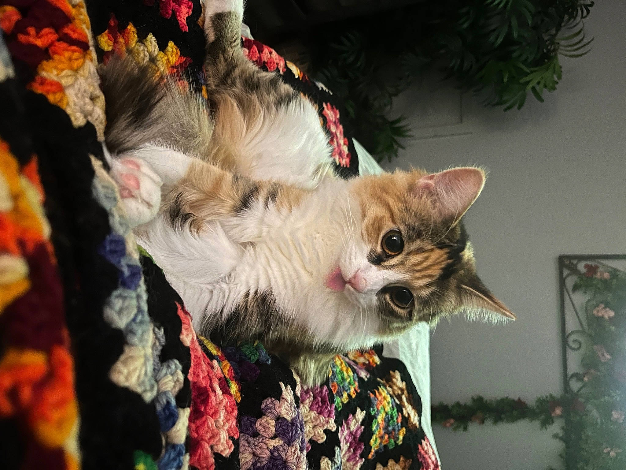 Nola joined the competition — help win amazing prizes! carnivore, cat, christmas, christmas_decoration, christmas_eve, christmas_ornament, christmas_tree, collar, domestic_short_haired_cat, event, fawn, felidae, fur, holiday, pattern, plant, small_to_medium_sized_cats, tail, tree, whiskers