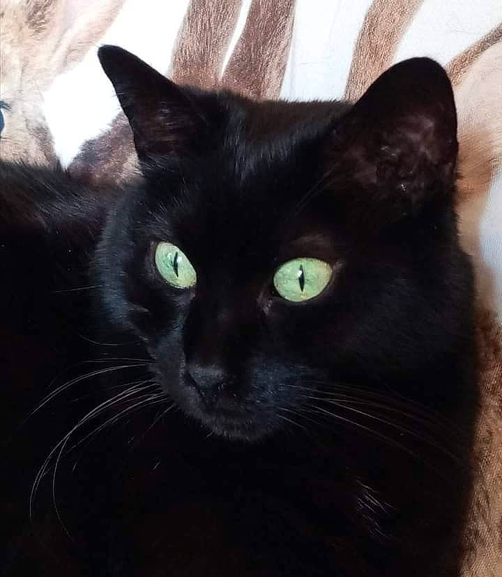 Mylord a rejoint le concours — aidez-le/la à gagner de superbes lots ! asian, black, black_and_white, black_cat, bombay, burmese, carnivore, cat, domestic_short_haired_cat, ear, eye, felidae, fur, kitten, mammal, sky, small_to_medium_sized_cats, snout, vertebrate, whiskers