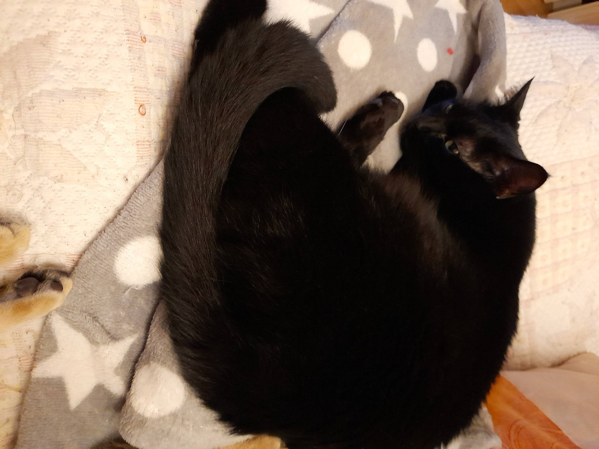 Mylord participe au concours pour gagner de l'argent avec cette photo : asian, black, black_cat, bombay, burmese, carnivore, cat, ear, felidae, fur, schipperke, small_to_medium_sized_cats, tail, whiskers