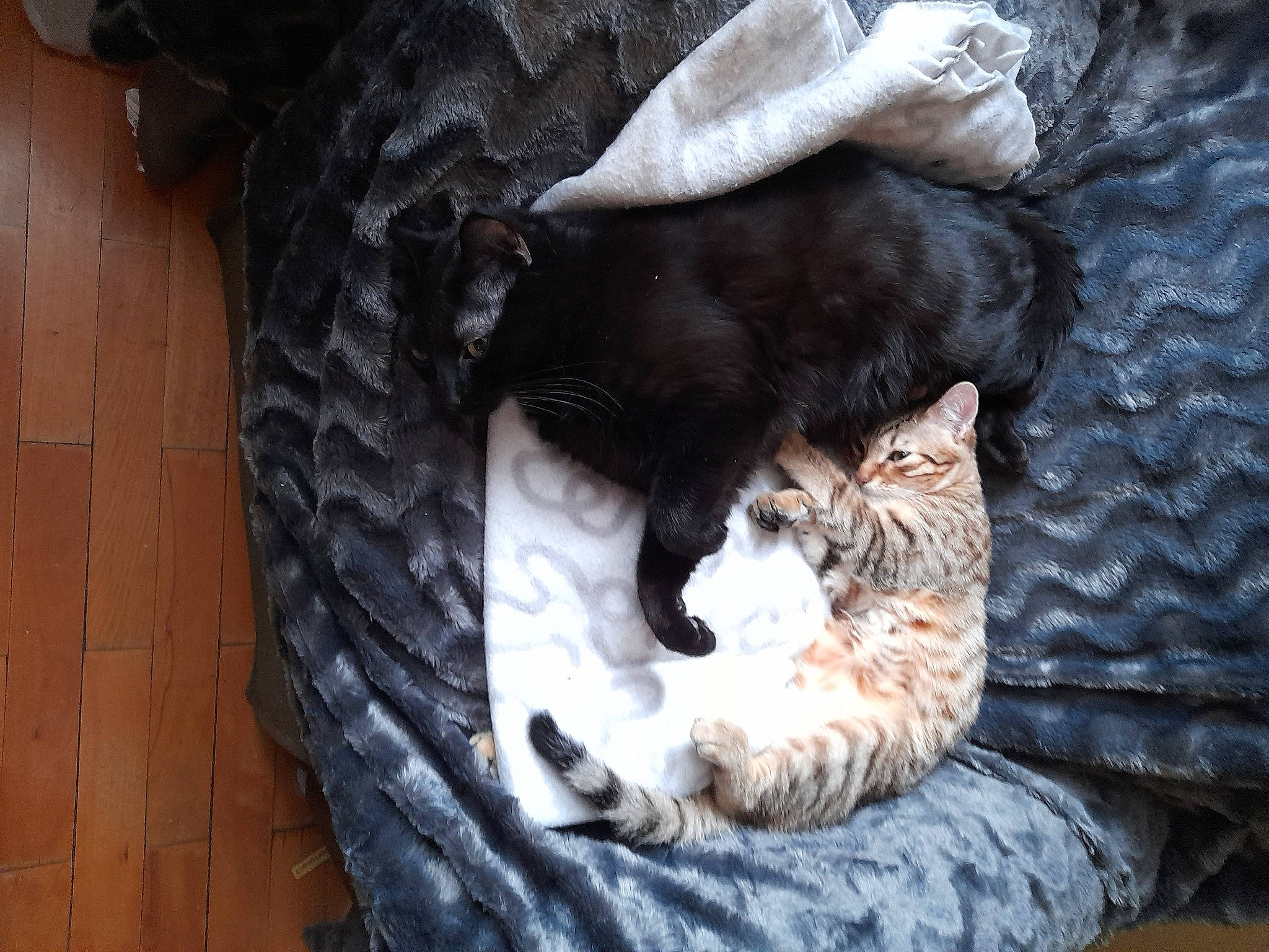 Mylord participe au concours pour gagner de l'argent avec cette photo : automotive_tire, bed, carnivore, cat, cat_bed, cat_supply, claw, comfort, domestic_short_haired_cat, felidae, fur, grey, linens, nap, paw, small_to_medium_sized_cats, tail, tree, whiskers, wood