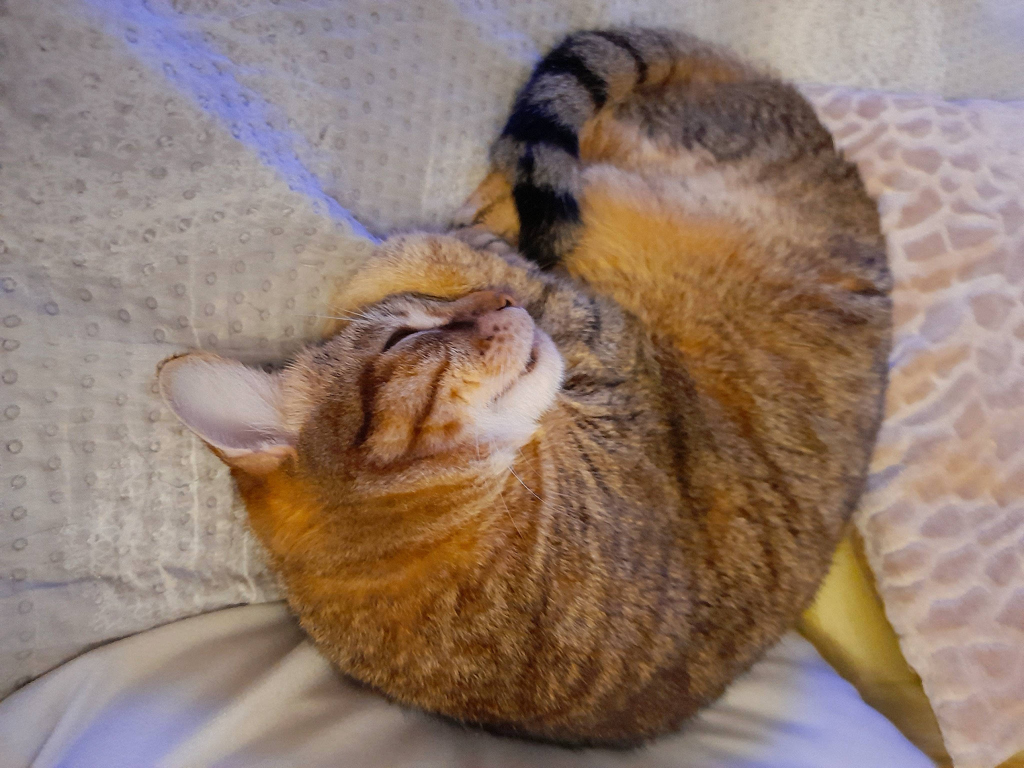 Chouchou participe au concours pour gagner de l'argent avec cette photo : carnivore, cat, cat_bed, cat_supply, claw, comfort, domestic_short_haired_cat, fawn, felidae, fur, nap, paw, sleep, small_to_medium_sized_cats, snout, tail, terrestrial_animal, whiskers, wildlife, wood