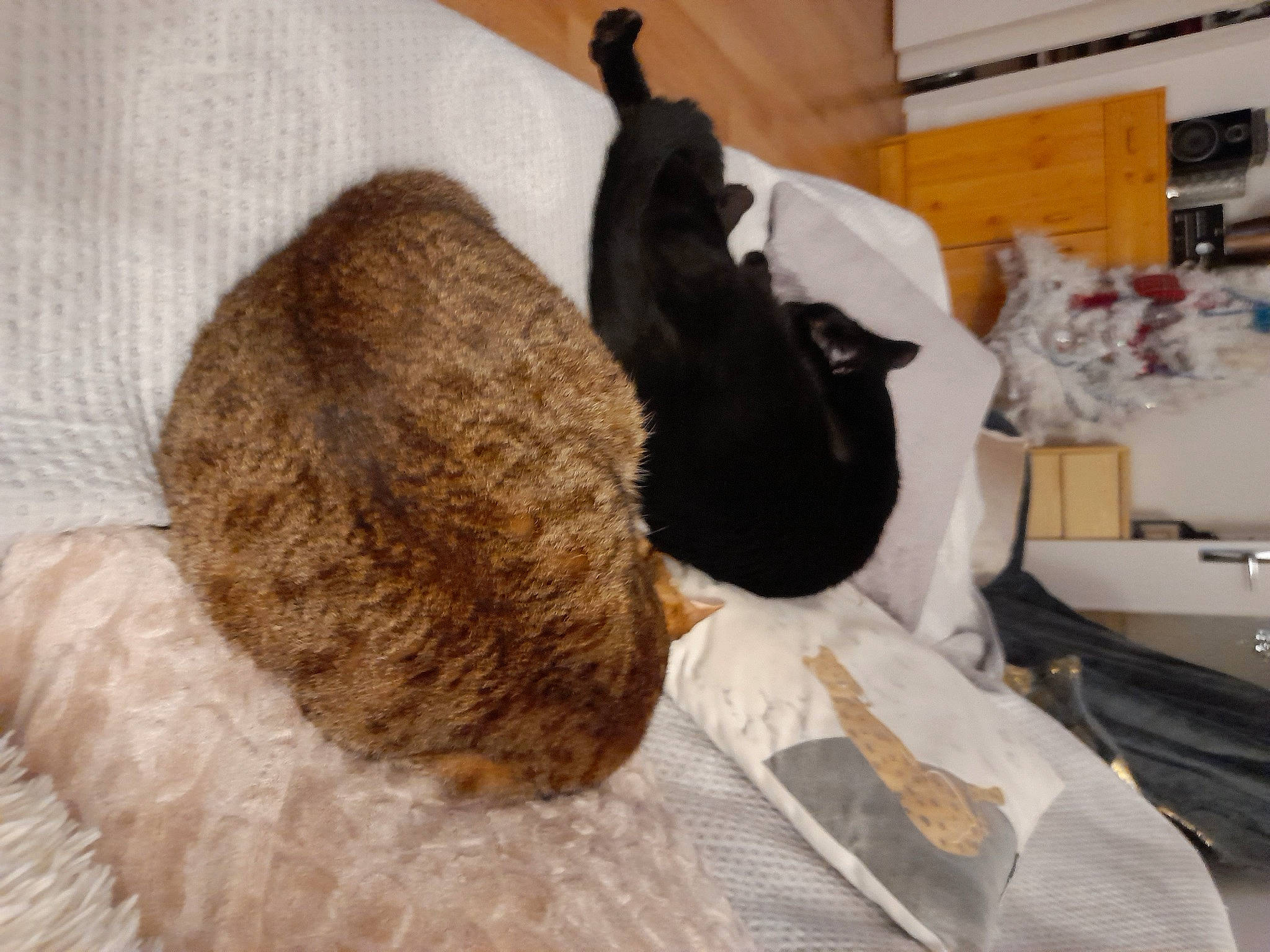 Chouchou a rejoint le concours — aidez-le/la à gagner de superbes lots ! bag, bedding, canidae, carnivore, cat, comfort, companion_dog, dog_breed, fawn, felidae, flooring, fur, linens, luggage_and_bags, nap, small_to_medium_sized_cats, sporting_group, tail, whiskers, wood