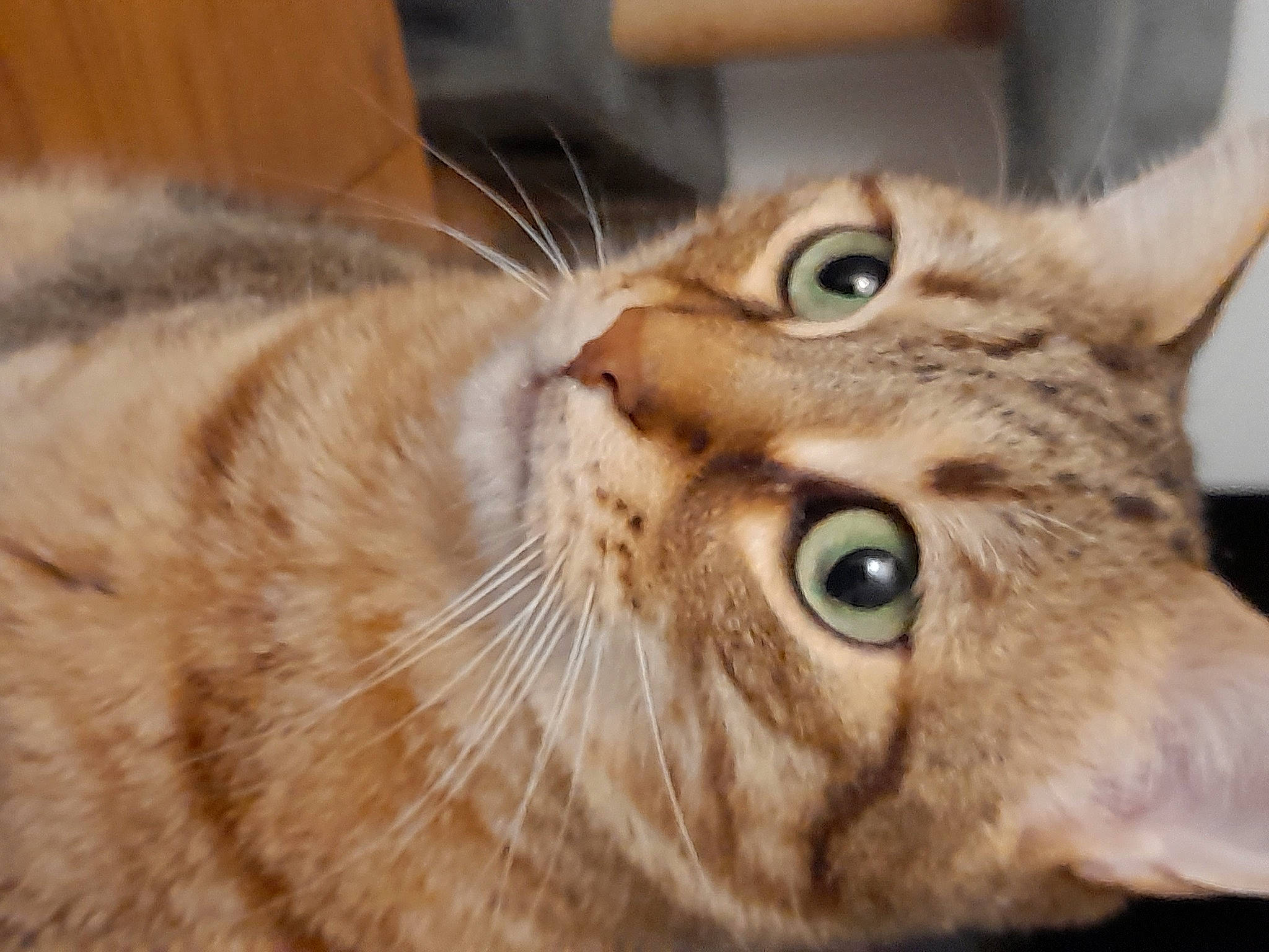 Chouchou a rejoint le concours — aidez-le/la à gagner de superbes lots ! carnivore, cat, close_up, domestic_short_haired_cat, ear, eye, felidae, fur, head, small_to_medium_sized_cats, snout, terrestrial_animal, whiskers