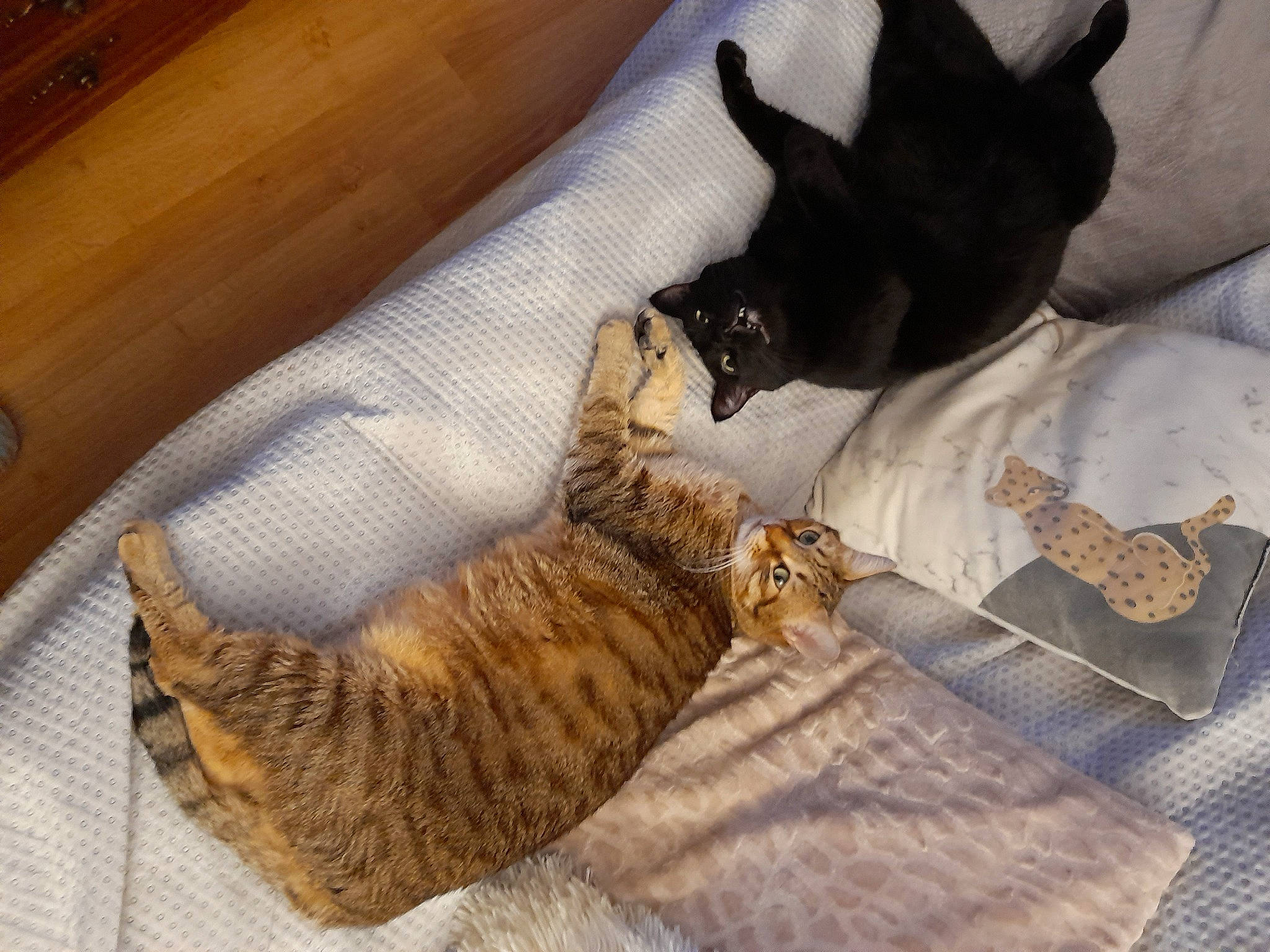 Chouchou a rejoint le concours — aidez-le/la à gagner de superbes lots ! bed, carnivore, cat, comfort, domestic_short_haired_cat, fawn, felidae, flooring, fur, hardwood, linens, nap, paw, room, small_to_medium_sized_cats, snout, tail, whiskers, wood, wood_stain