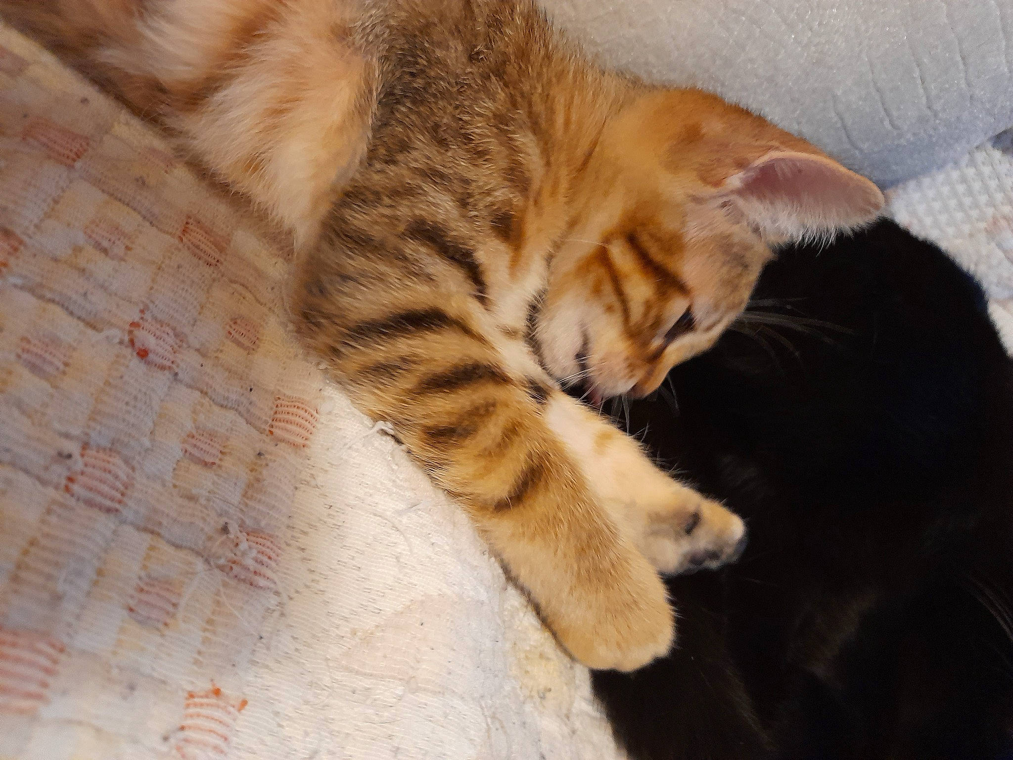 Chouchou Rasta participe au concours pour gagner de l'argent avec cette photo : american_shorthair, asian, carnivore, cat, claw, domestic_short_haired_cat, dragon_li, ear, european_shorthair, eye, felidae, fur, kitten, mammal, paw, polydactyl_cat, small_to_medium_sized_cats, tabby_cat, tail, whiskers