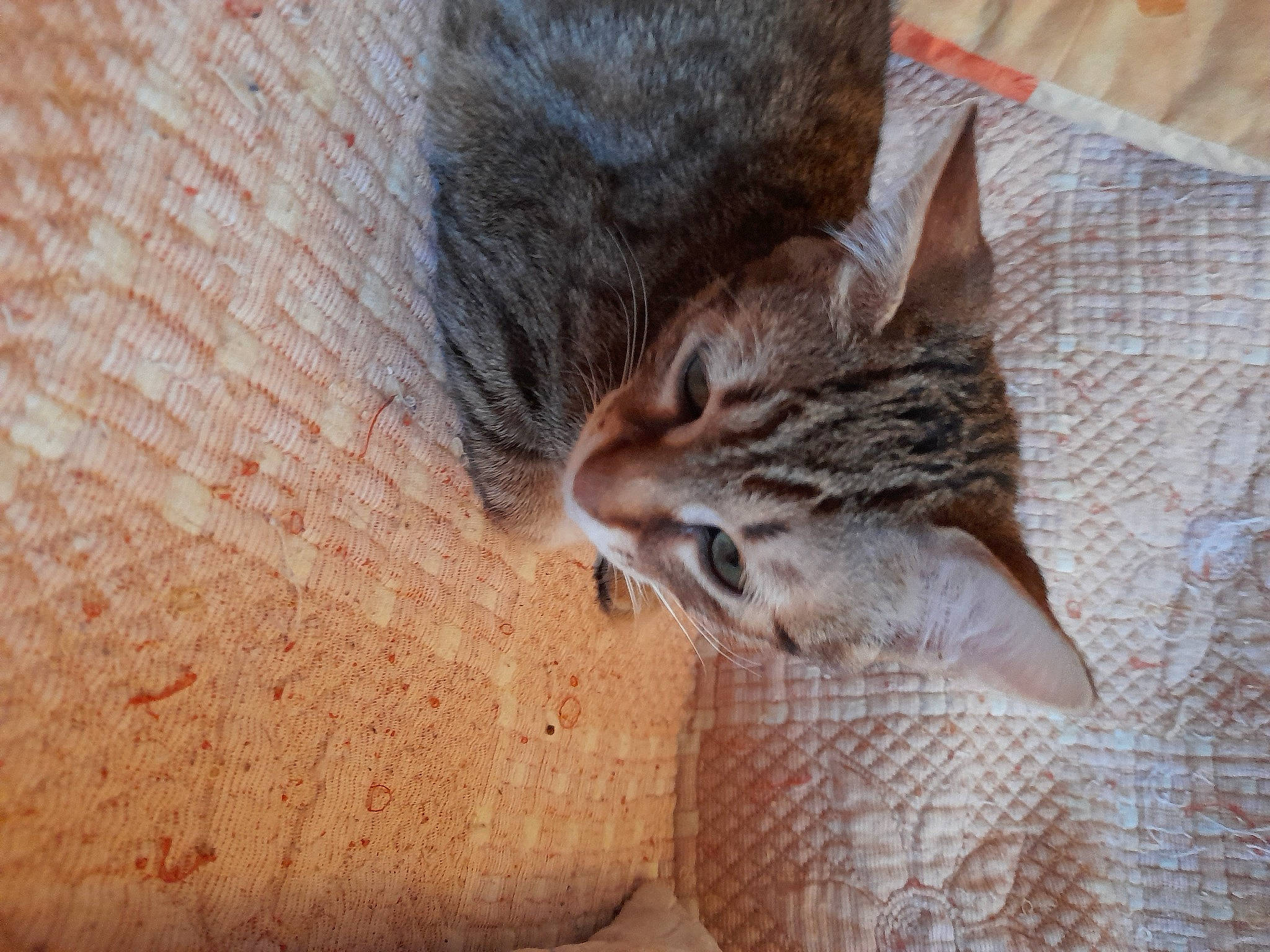 Chouchou Rasta participe au concours pour gagner de l'argent avec cette photo : carnivore, cat, cat_supply, domestic_short_haired_cat, fawn, felidae, fur, home_accessories, linens, peach, pet_supply, skin, small_to_medium_sized_cats, snout, tabby_cat, terrestrial_animal, vertebrate, whiskers