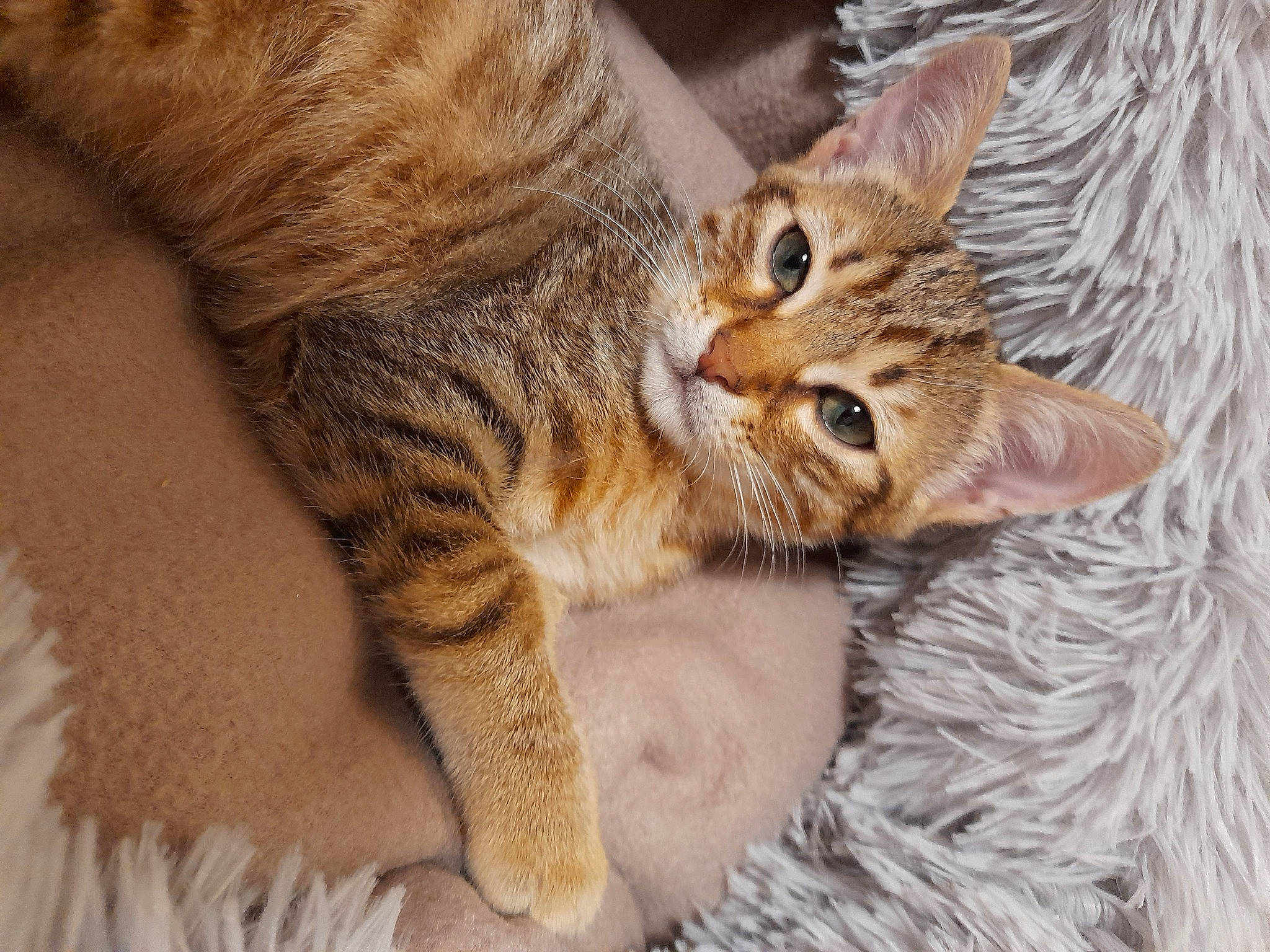 Chouchou Rasta a rejoint le concours — aidez-le/la à gagner de superbes lots ! arabian_mau, asian, australian_mist, carnivore, cat, claw, domestic_short_haired_cat, dragon_li, european_shorthair, felidae, fur, kitten, mammal, ocicat, pixie_bob, skin, small_to_medium_sized_cats, tabby_cat, vertebrate, whiskers