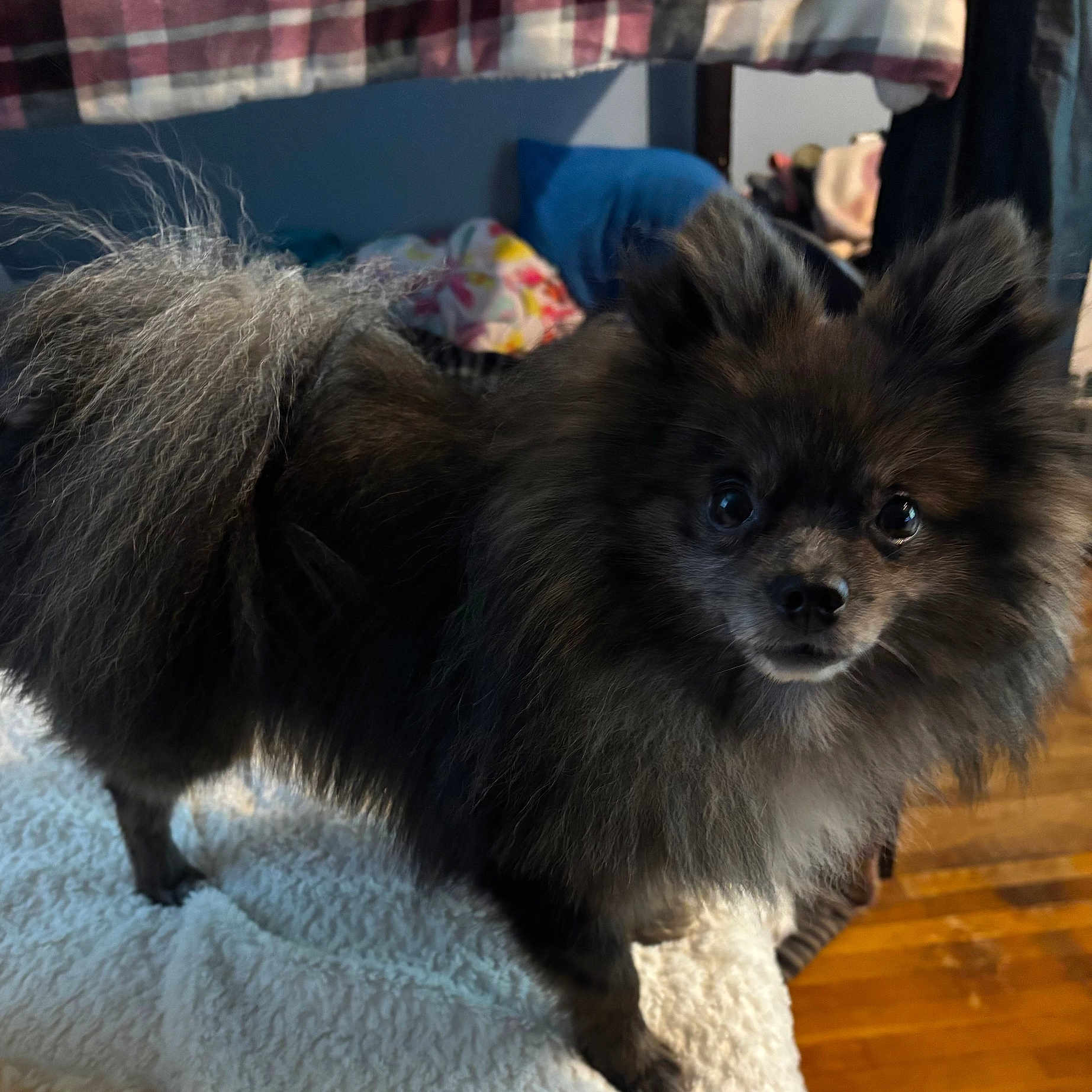 Dougie