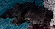 Dougie joined the competition — help win amazing prizes! dog, black_dog, sleeping, sleepy, fluffy, long_hair, pet, animal, canine, indoors, bed, blanket, blue_blanket, plaid_blanket, cozy, resting, lying_down, portrait, close_up, home