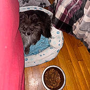 Dougie joined the competition — help win amazing prizes! dog, puppy, fluffy, black_fur, small_dog, pet, animal, dog_bed, pet_bed, food_bowl, dog_food, kibble, wooden_floor, blanket, cozy, indoors, portrait, looking_at_camera, resting, home