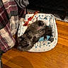 Dougie is registered to the contest to win money with this photo: dog, puppy, fluffy, small_dog, lying_down, upside_down, belly_up, pet_bed, dog_toy, rope_toy, indoor, home, wooden_floor, blanket, cozy, cute, playful, relaxed, portrait, animal