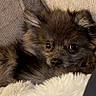 Dougie is registered to the contest to win money with this photo: puppy, dog, canine, fluffy, brown_fur, long_hair, small_dog, lying_down, relaxed, pet, animal, face, eyes, paws, couch, blanket, cozy, indoor, portrait, cute