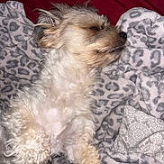 Ace is registered to the contest to win money with this photo: dog, small_dog, sleeping, lying_down, back, fluffy, shaggy, scruffy, beige_fur, white_fur, closed_eyes, relaxed, cozy, blanket, leopard_print, bed, indoors, pet, cute, portrait