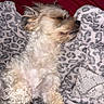 dog, small_dog, sleeping, lying_down, back, fluffy, shaggy, scruffy, beige_fur, white_fur, closed_eyes, relaxed, cozy, blanket, leopard_print, bed, indoors, pet, cute, portrait
