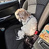 Ace joined the competition — help win amazing prizes! dog, small_dog, fluffy, white_fur, brown_fur, black_fur, pet, car, car_seat, passenger_seat, seatbelt, seatbelt_buckle, vehicle_interior, sunlight, window, street_view, cuddly, sitting, animal, travel