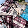 dog, sleeping, lying_down, small_dog, long_hair, floppy_ears, pet, blanket, plaid, bed, bedroom, cozy, blue_blanket, plush_toy, pillow, indoor, relaxed, cute, snack_package, flash_photography