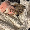 Ace joined the competition — help win amazing prizes! dog, puppy, sleeping, resting, blanket, bed, stuffed_animal, rabbit_toy, pink, cozy, indoors, home, cuddling, fluffy, fur, small_dog, portrait, relaxed, warm, snuggle