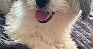 Ace is registered to the contest to win money with this photo: dog, puppy, fluffy, shaggy, white_fur, gray_fur, brown_fur, tongue_out, happy, cute, portrait, close_up, pet, small_dog, sitting, lying_down, blanket, indoors, playful, long_hair