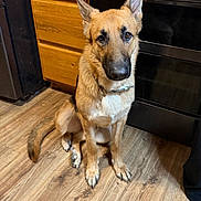 Major is registered to the contest to win money with this photo: animal, brown_fur, cabinet, canine, collar, dog, domestic_animal, ears_up, floor, flooring, german_shepherd, household, indoor, kitchen, looking_at_camera, oven, pet, quiet, sitting, wooden_floor