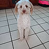 dog, white_dog, pet, indoor, floor, tile_floor, cabinet, furniture, pet_bed, brown_ears, cute, animal, canine, sitting, looking_at_camera, fur, domestic_animal, house, home_interior, portrait
