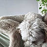 dog, sleeping, fluffy, curled_up, resting, indoor, plant, greenery, fur, pet, cozy, relaxed, home, comfort, animal, cute, closeup, soft, calm, peaceful