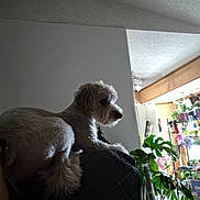 Rylee is registered to the contest to win money with this photo: cozy, cushion, decor, dog, domestic, fur, furniture, home, household, indoor, light, living_room, pet, plant, potted_plant, relaxed, resting, side_view, small_dog, window